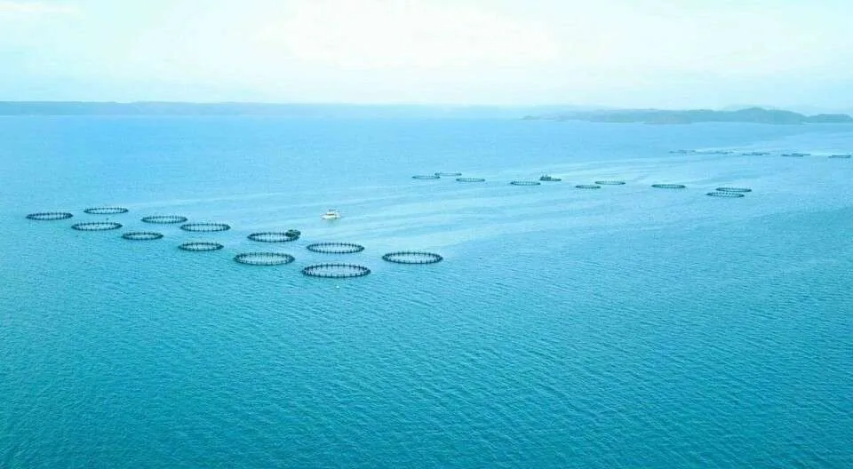 How AI Can Revolutionize Barramundi Farming?