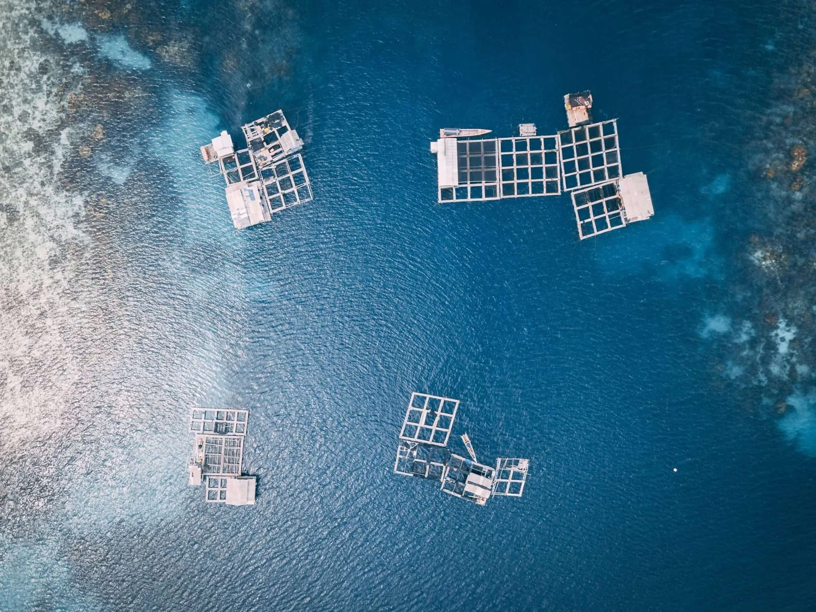 The Power Of Predictive Analytics in Aquaculture With AI